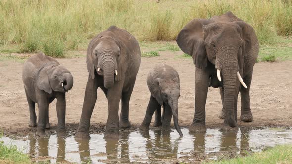 A herd of Elephants drinking in a waterhole pole in Serengeti Tanzania