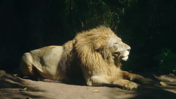 African Golden Lion Lazily Yawns and Licks His Lips Lying in Sunlight in Jungle