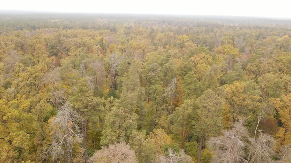 Forest Beautiful Landscape in an Autumn Day