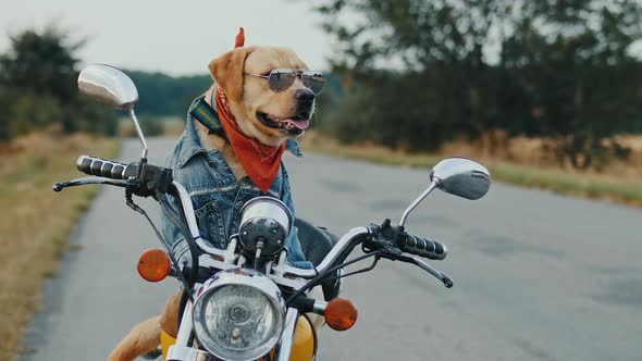 Dog Biker in Sunglasses Sitting on a Motorcycle