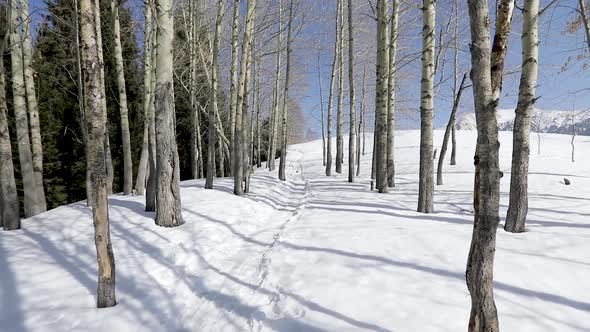 Tree Snow Forest in Winter Mountains