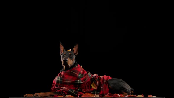 A Dark Brown Doberman in a Red Plaid Blanket Lies on Fallen Leaves