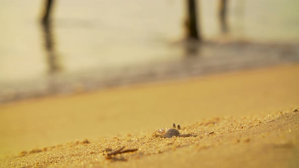 Crab at Work Digging on a Sandy Beach