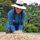 Woman picking coffee from her farm - VideoHive Item for Sale