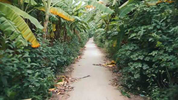 Walking on a dirt path through a Banana Tree Island in Hanoi, Vietnam -wide