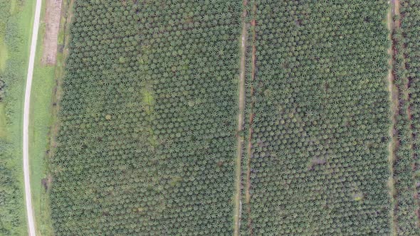 Aerial View of The Palm Oil Estates