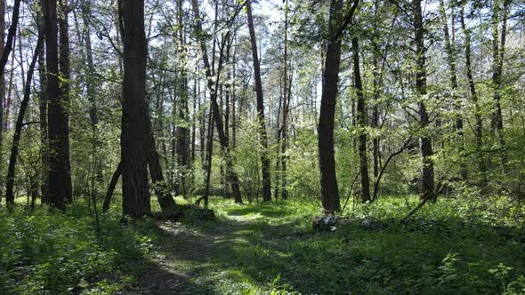 Green Forest During the Day Aerial View