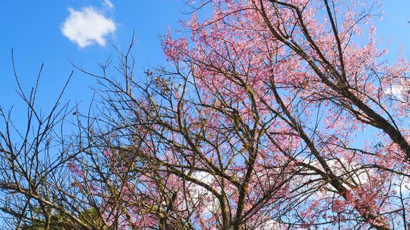 Wild Himalayan Cherry Spring Blossom in Garden