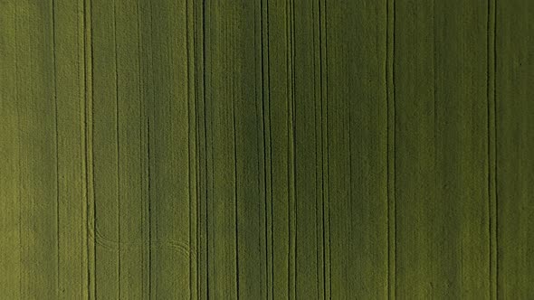 Aerial View Top View of a Wheat Field