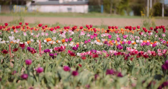 Blooming Tulips on Flowers Plantation Farm