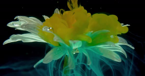 Cloud of Yellow Paint Is Falling Down on a Flower Under Water