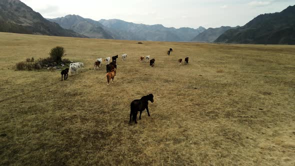 A Flock of Horses Grazes in Mountain Meadows