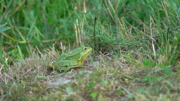 Large Green Frog Is Jumping After the Insect on the Background of the Greenery