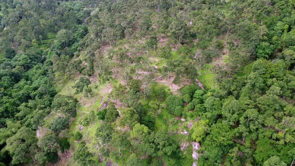 Aerial view durian farm at the hill area