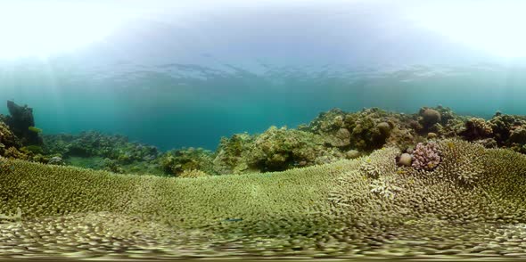 Coral Reef and Tropical Fish Vr360