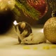 Gray Mouse Symbol of the New Year 2020 Washes Sitting Near the Christmas Ball. - VideoHive Item for Sale