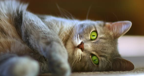 Closeup Footage of a Grey Cat Lying on the Floor and Looking Attentively at the Camera