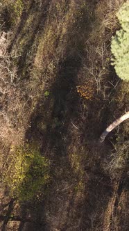 Vertical Video of Trees in the Forest Slow Motion