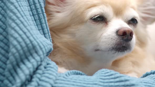 close up lazy pomeranian white puppy and brown chihushua dog with happy tongue face lay down on sofa