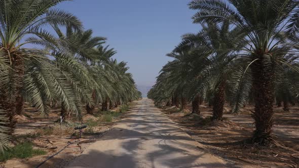 Aerial fly forward between two Palm tree rows over a dirt track in summer day, color graded, Drone s