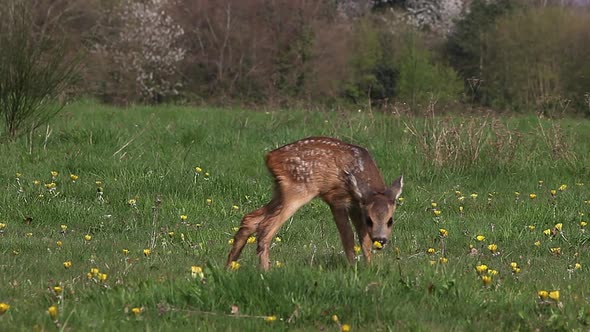 975064 Roe Deer, capreolus capreolus, Fawn in Blooming Meadow, Normandy, Real Time