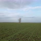 Single Tree in the Field, Aerial View - VideoHive Item for Sale