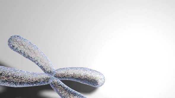 X Chromosomes with DNA molecules