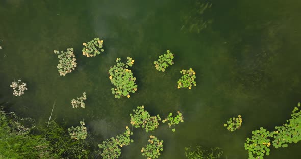 lake with water lilies Nymphaea, aerial view flying away