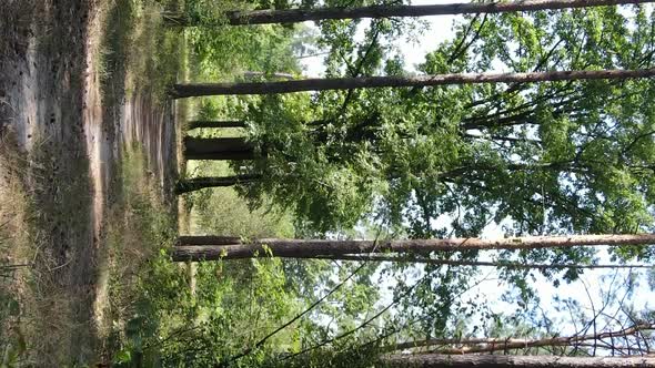 Vertical Video of a Beautiful Forest in Summer