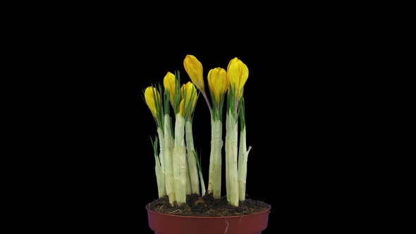 Time lapse of growing and rotating yellow crocus Easter flower