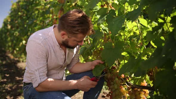 Happy Vintner in France Examining Grapes During Vintage