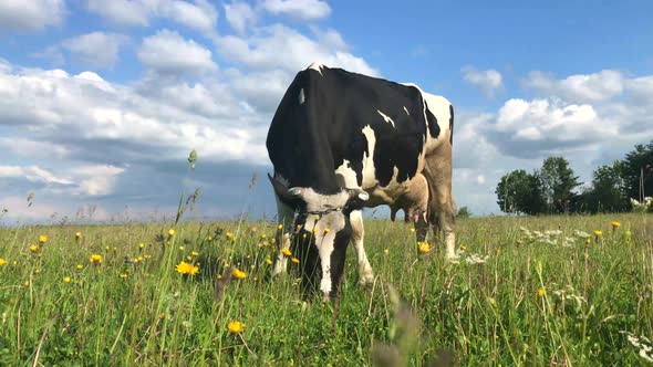 Cow grazing on the green meadow in a sunny day.