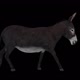Donkey Walks - VideoHive Item for Sale