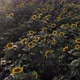 Beautiful view of sunflowers close-up. - VideoHive Item for Sale