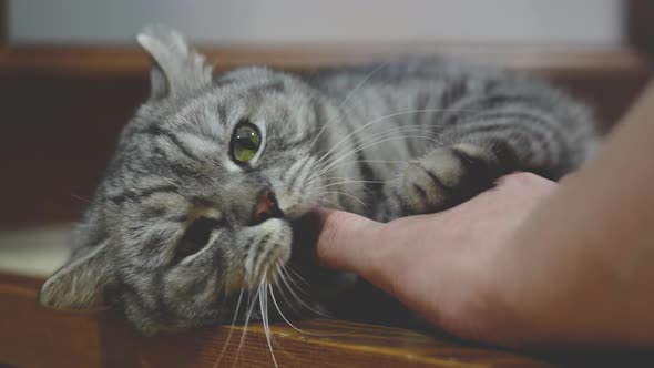 The gray cat bites the hand that strokes it