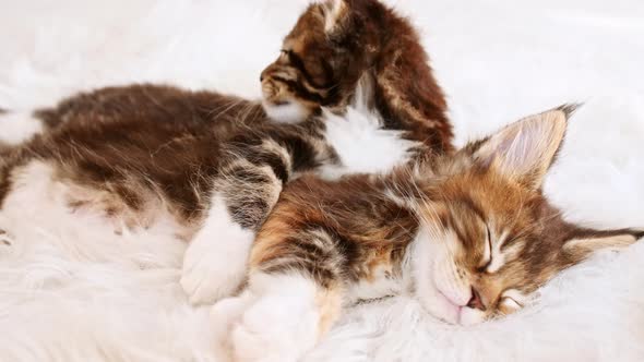 Grey Striped Kittens Wakes Up and Stretches