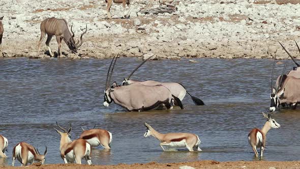 African Wildlife At A Waterhole - Etosha National Park