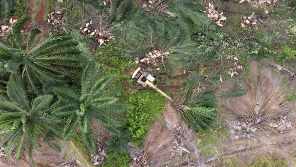 Excavator cut the oil palm tree