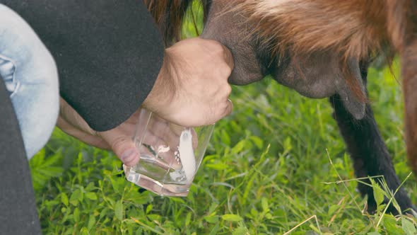 Male Hands Close Up of a Milking Goat. Hands Squeeze the Goat's Udder and Milk in a Glass.