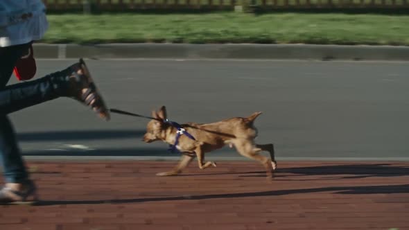 Girl Running with Toy Terrier Dog