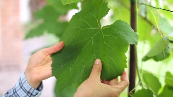 Close-up of a grape leaf in the hands of a farmer. Agronomist examines grapes.