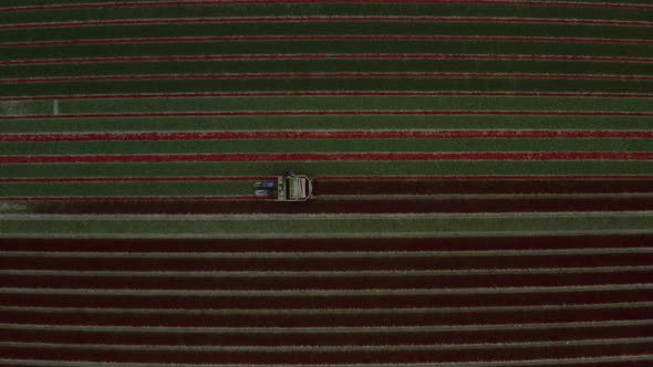 Aerial view of tulips being harvested in Flevoland the Netherlands.