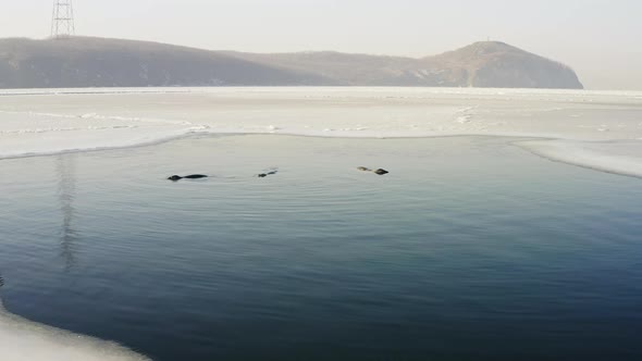 Three Individuals of the Far Eastern Seal Swim Among the Ice Floes in Winter