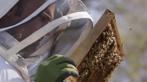 BEEKEEPING - Beehive frame inspected by a beekeeper, slow motion close up