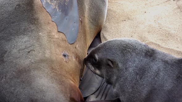 A huge seal colony in Namibia