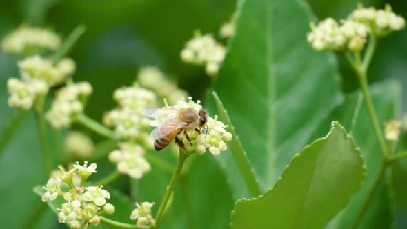 Honey bee taking pollen from a Euonymus japonicus blooming white flower - macro
