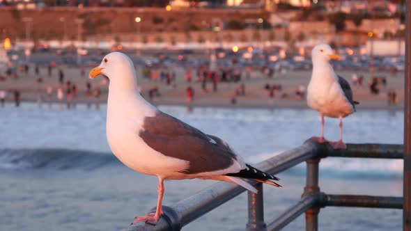 California Summertime Beach Aesthetic, Pink Sunset. Cute Funny Sea Gull on Pier Railing. Ocean Waves