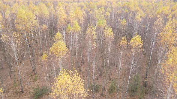 Trees in the Autumn Forest in the Afternoon