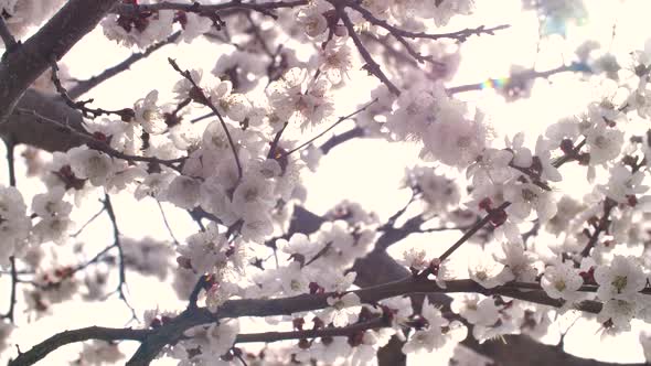 Spring Peach Tree Flowers Blossom