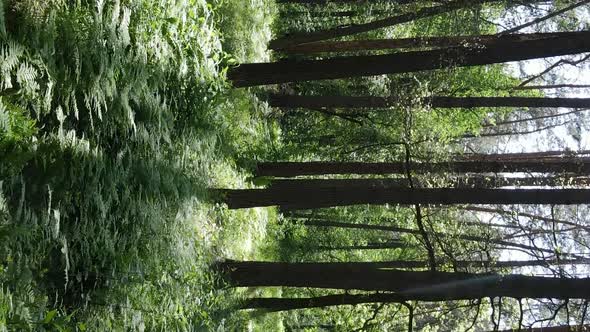 Vertical Video of Forest Landscape in Summer Slow Motion